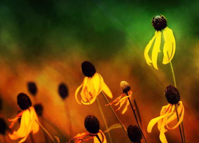 Dancing with color