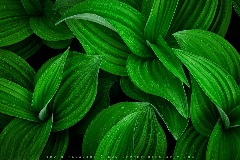 Morning Dew