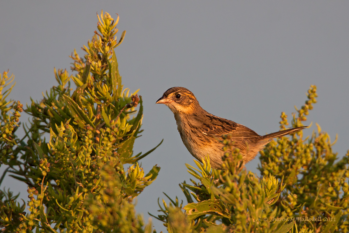 Saltmarsh Sharp-tailed S