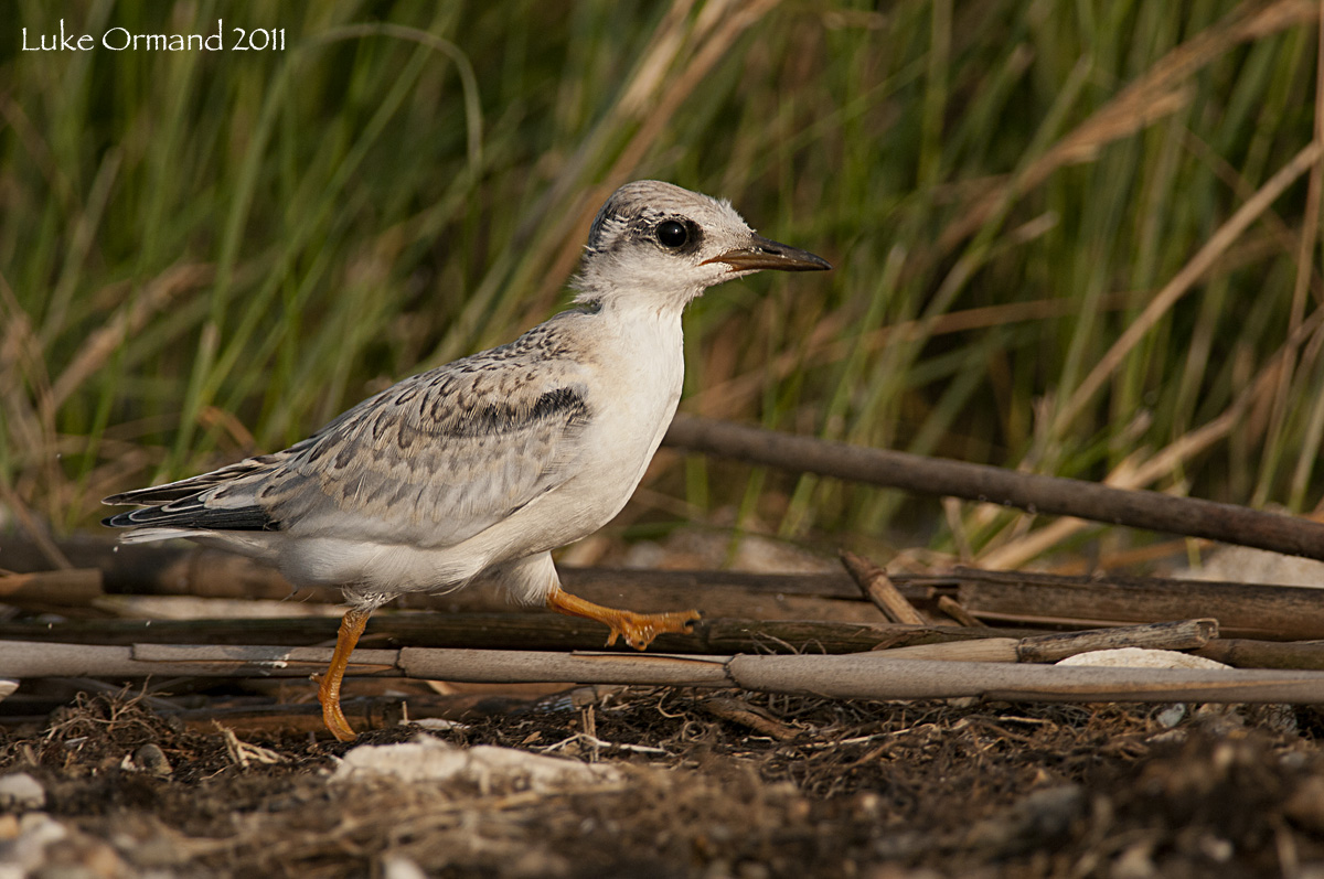 Least Tern