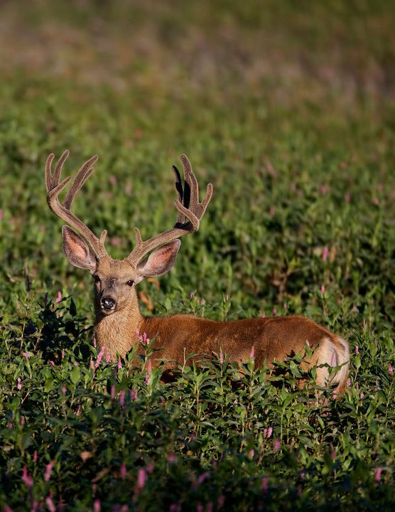 Trophy Buck