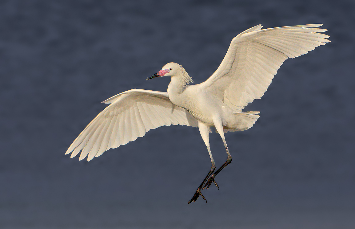 White Morph Ballet