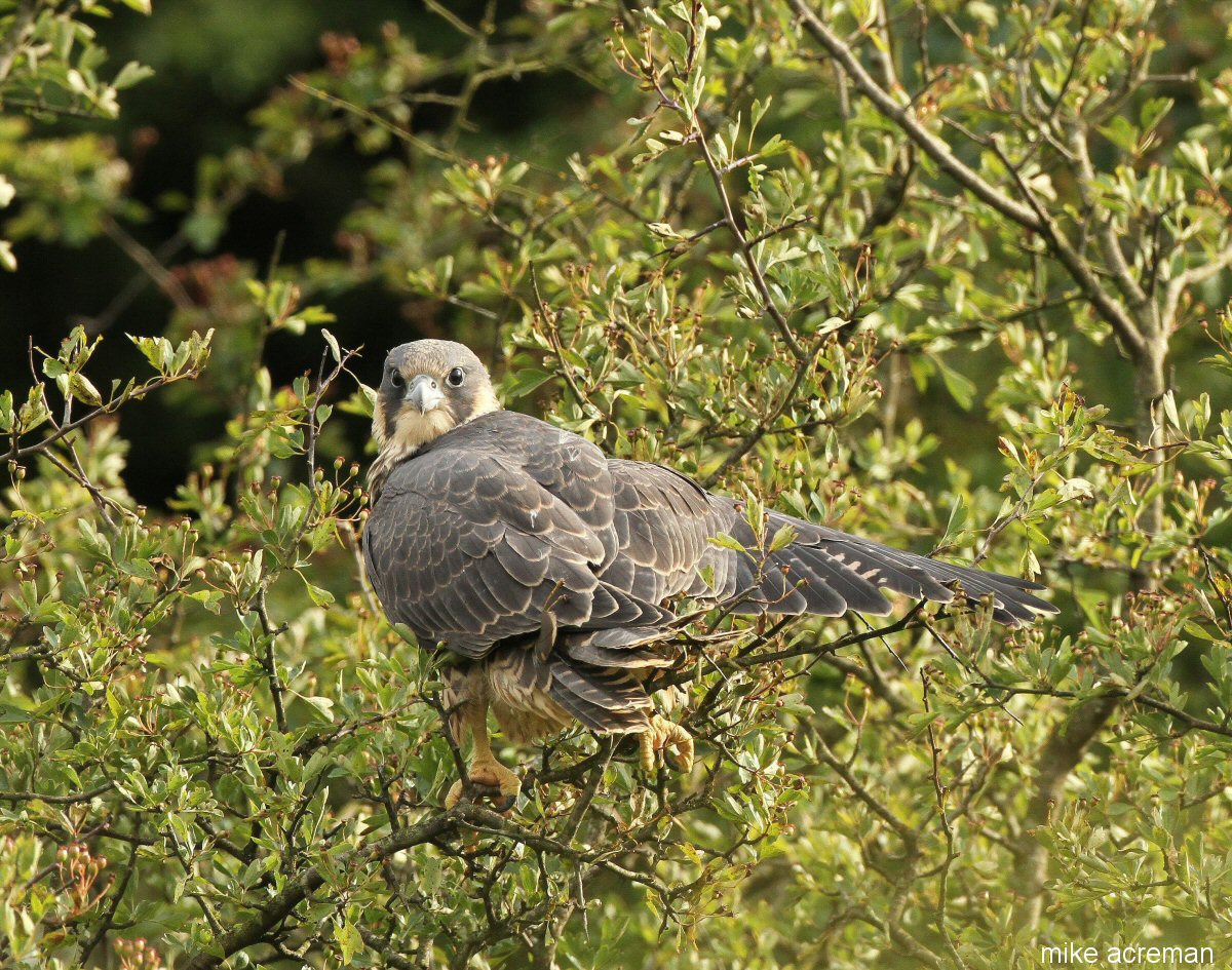 peregrine falcon 2 