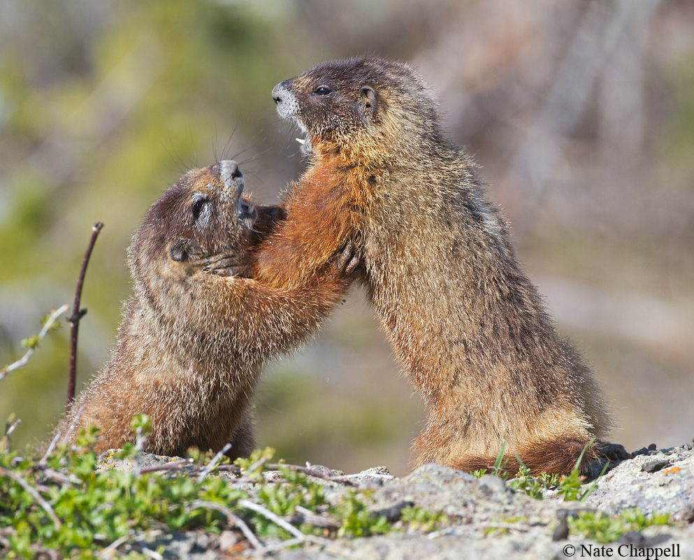 Marmot Wrestling