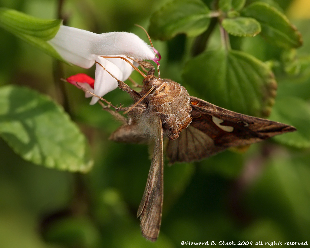 Hot Lips Moth