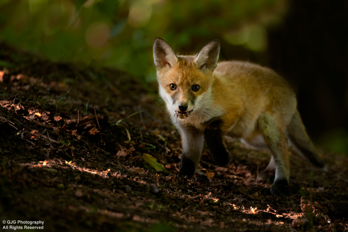 Fox Cub