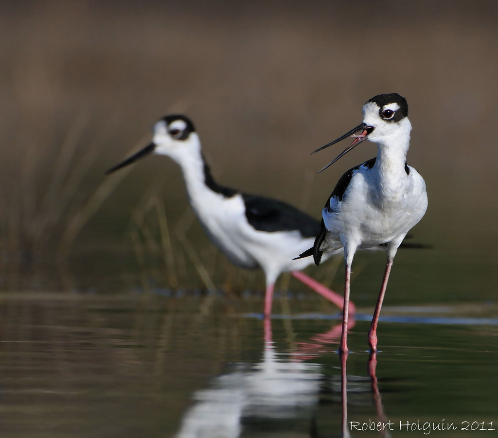 BN Stilt