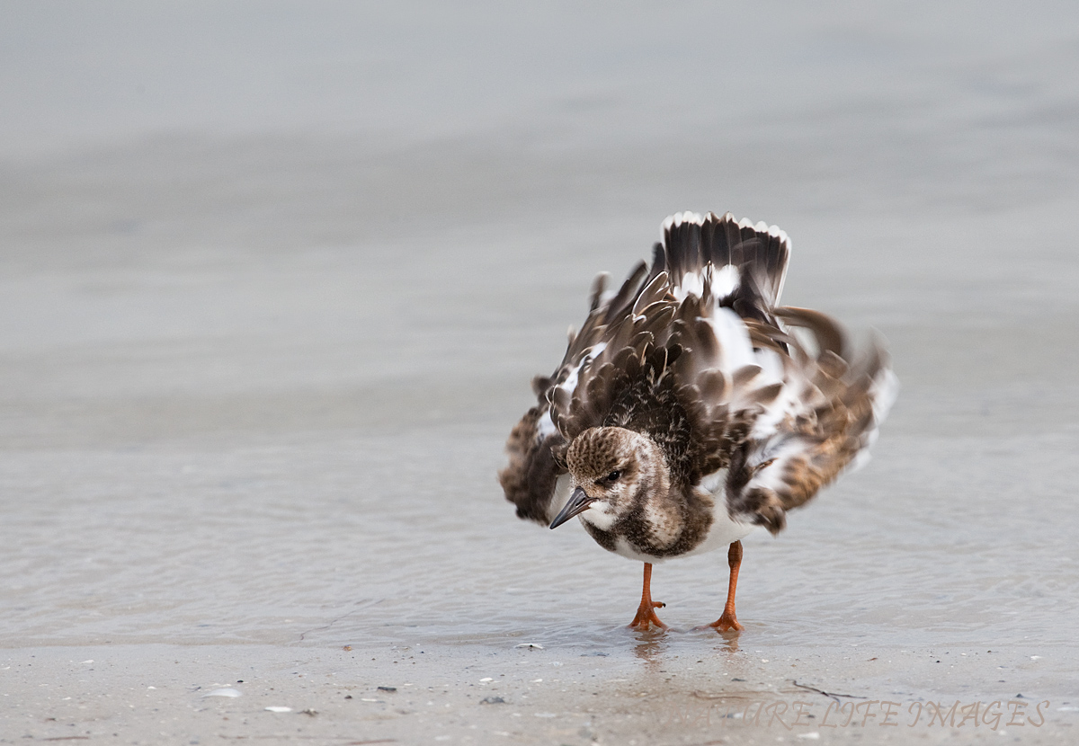 Juvenille Ruddy Turnstone w? REPOST