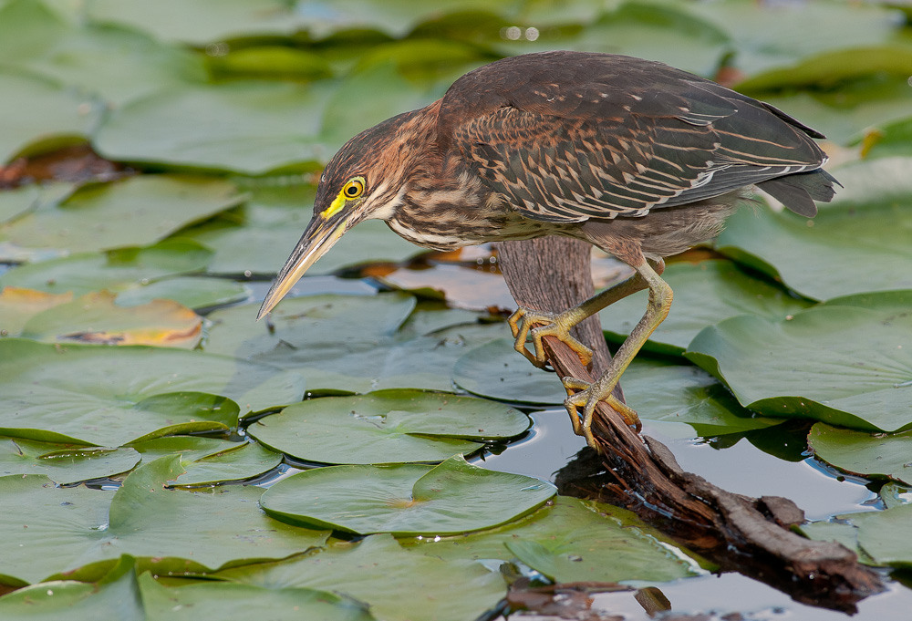 Green Heron