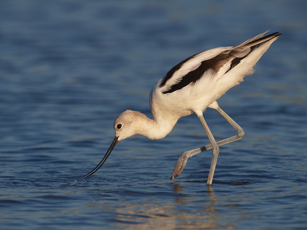 American Avocet (lifer)