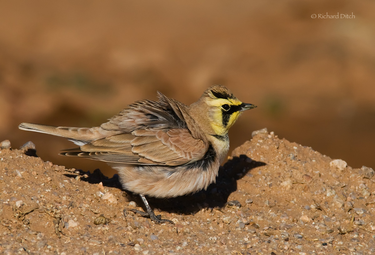 Horned Lark