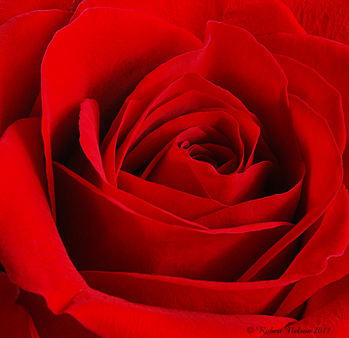 9-11 Rose