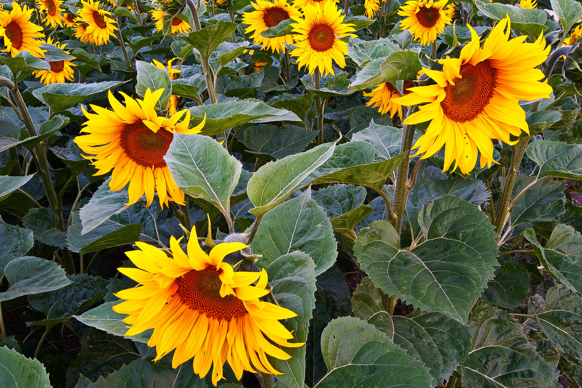 Sunflowers