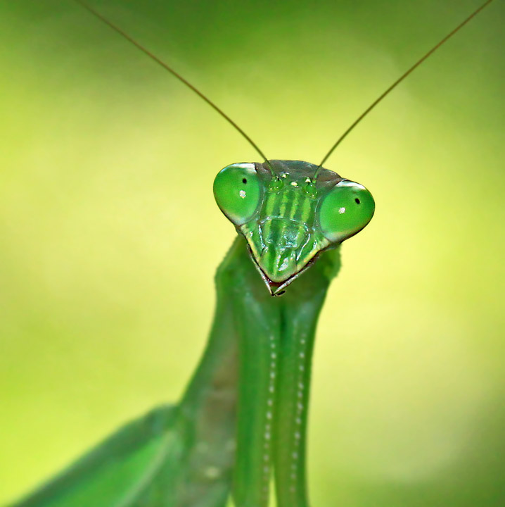 Praying mantis 2