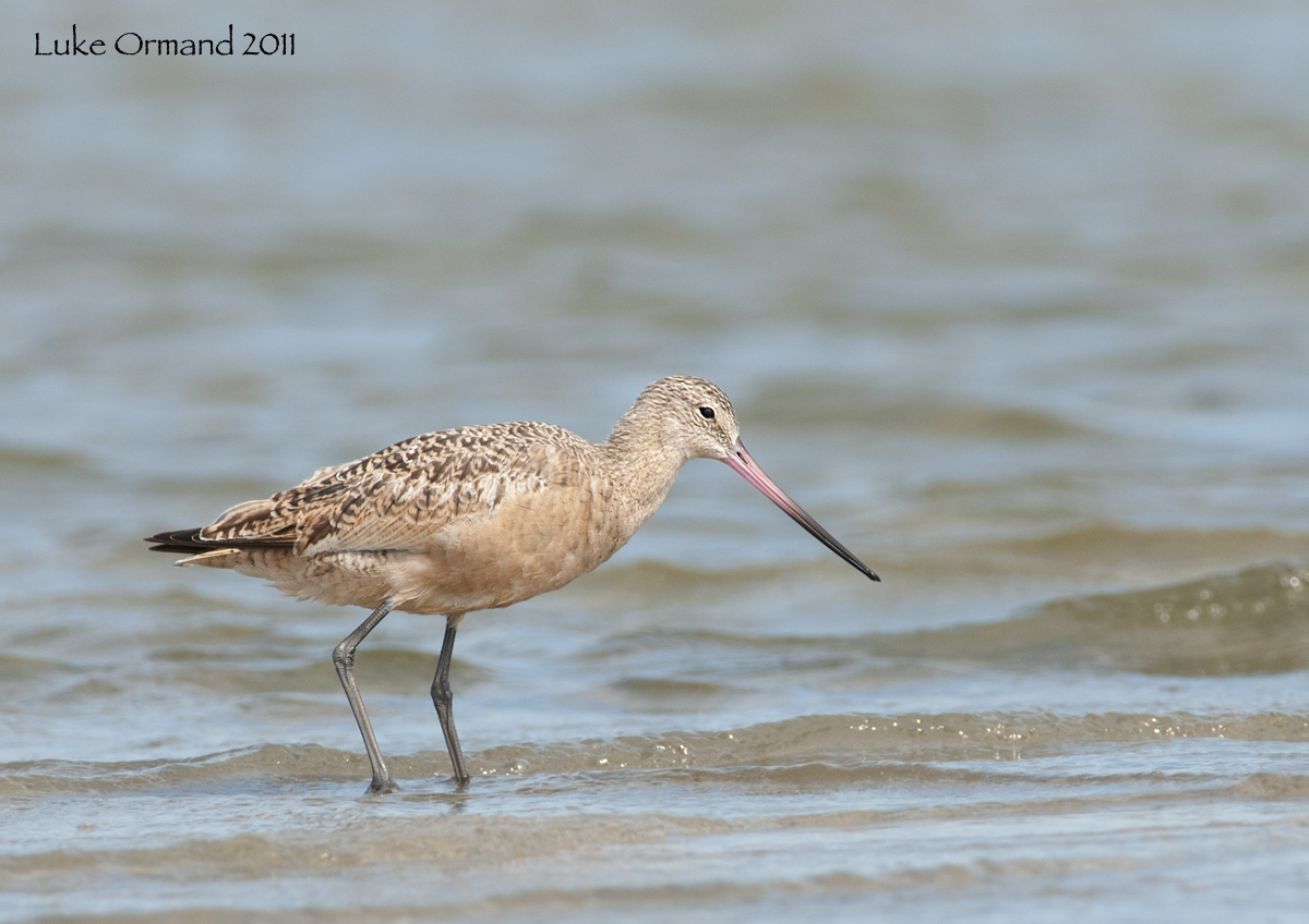Marbled Godwit