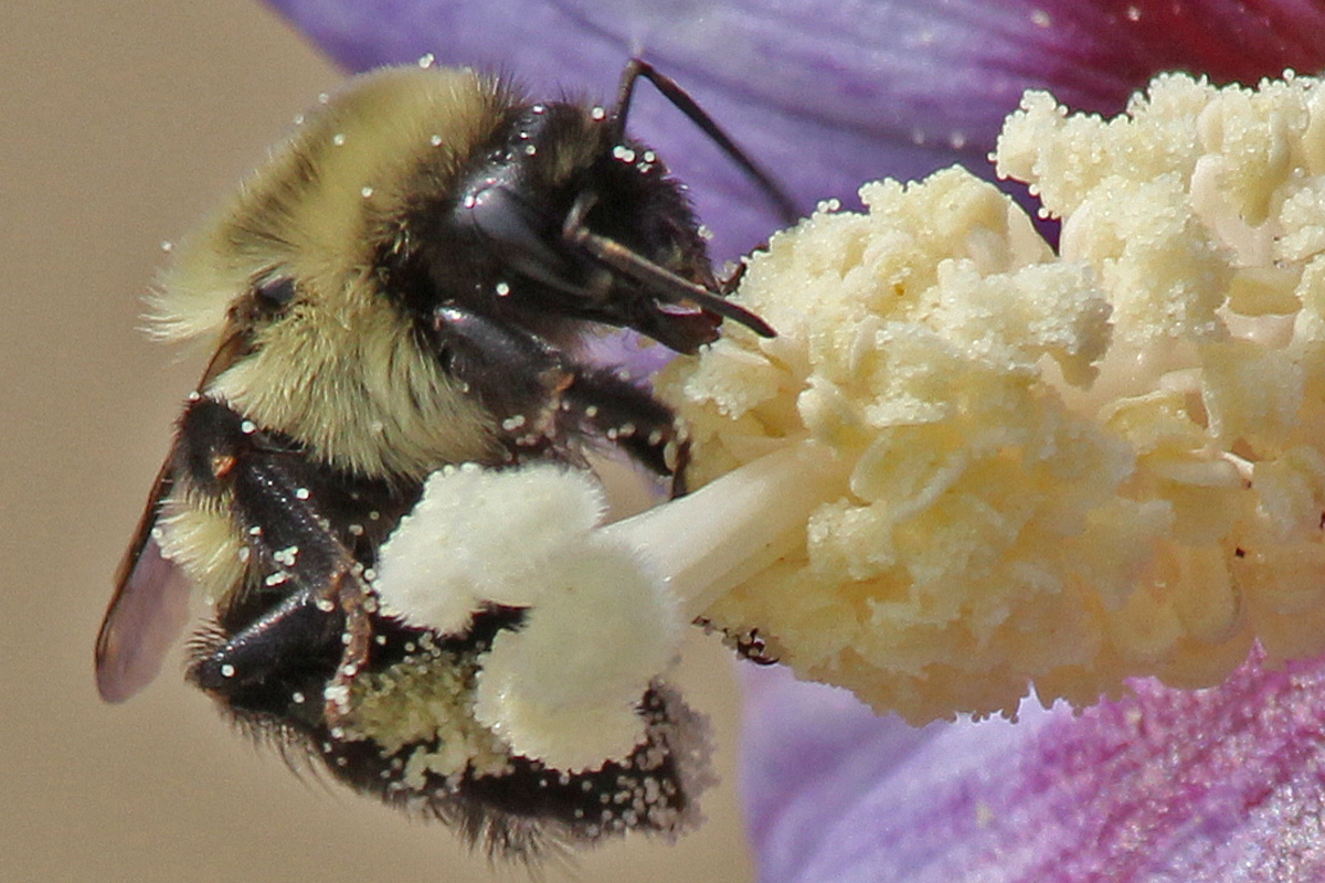 Rose of Sharon Bee