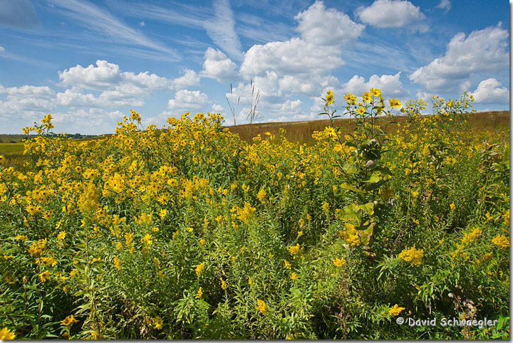 WC 500 Illinois Prairie