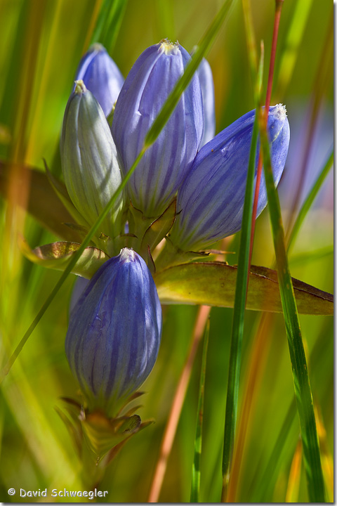 Bottle Gentian