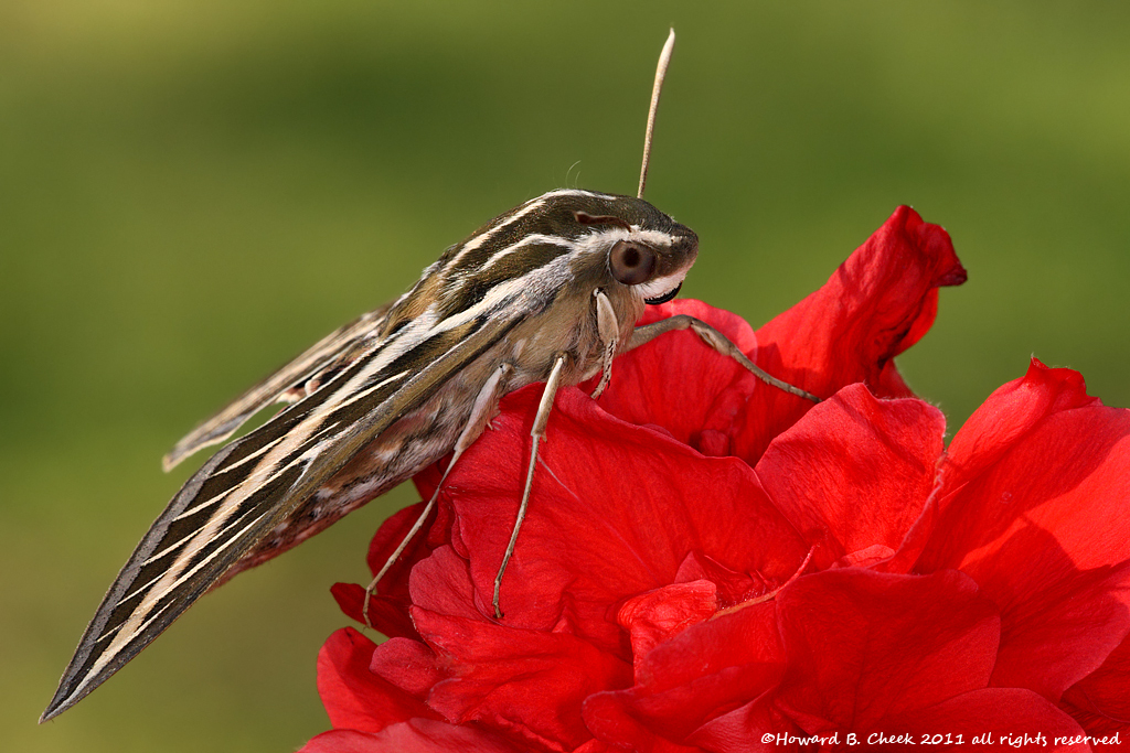 White-lined Sphinx