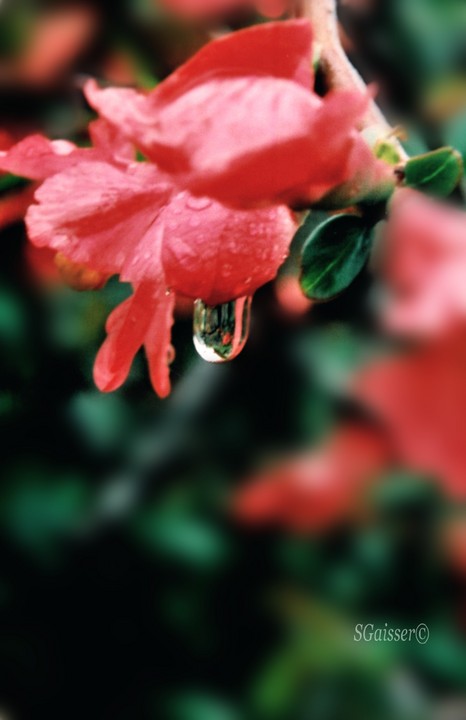 Japonica Rain