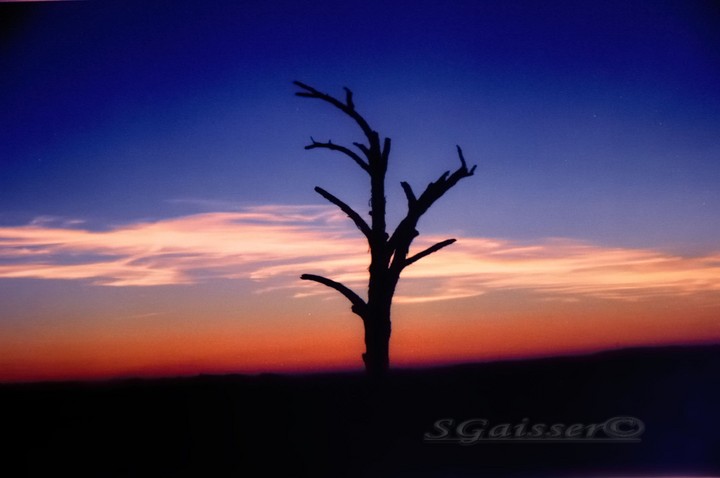 Tree Sunrise