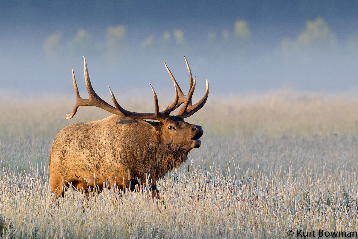 Bull Elk w/Fog