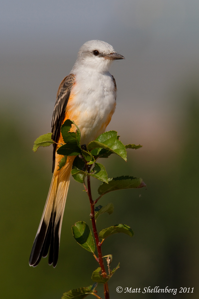 Female Scissor-tailed 