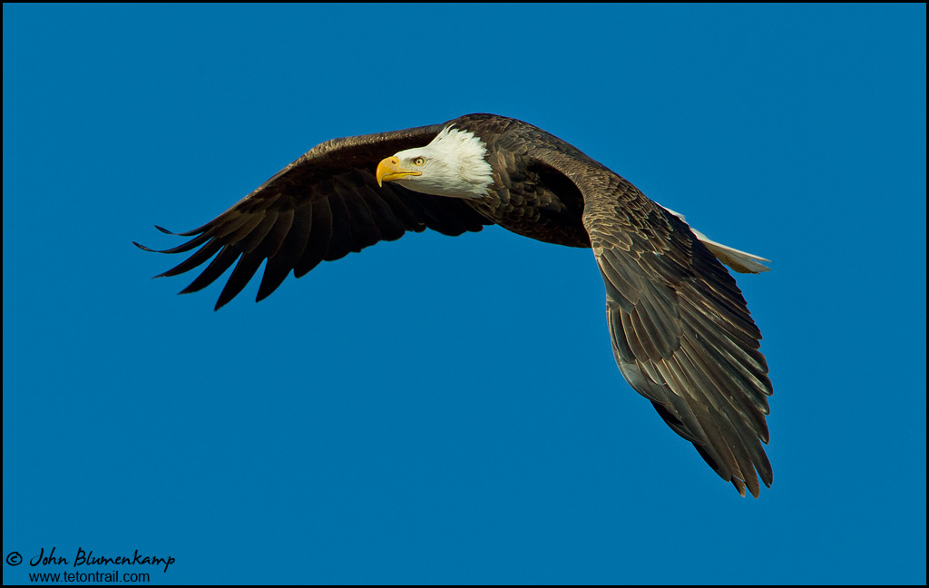 Bald Eagle