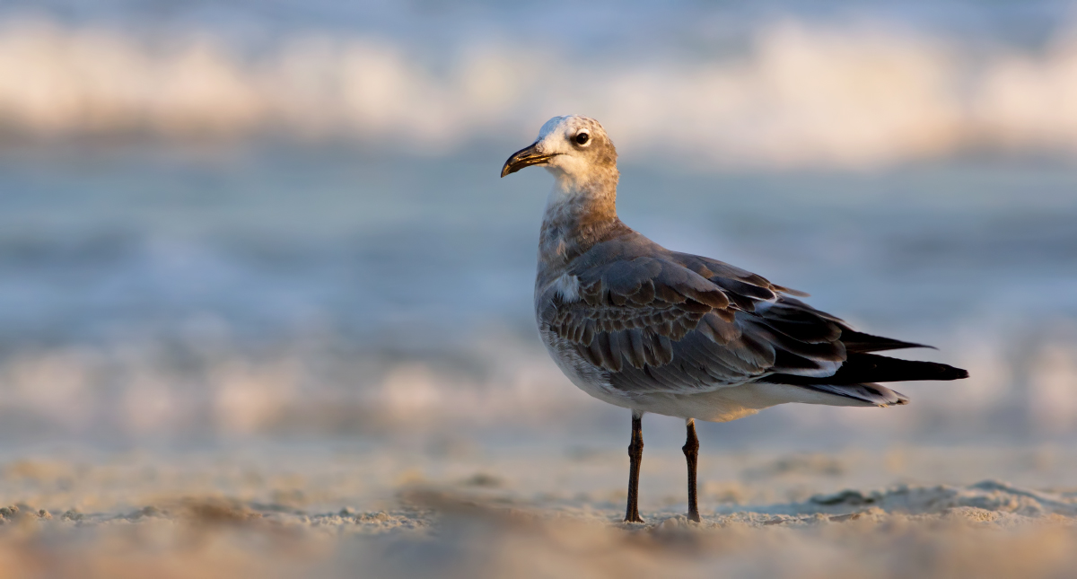 Gull 
