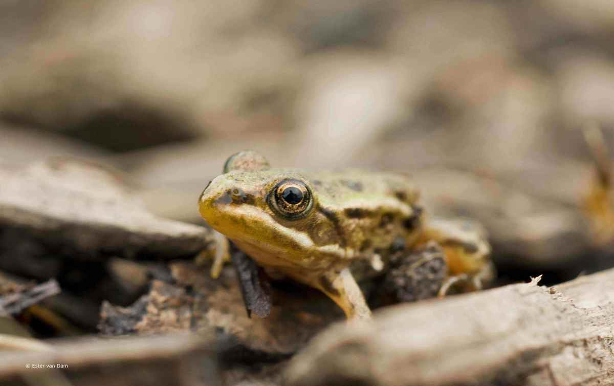 Golden frog