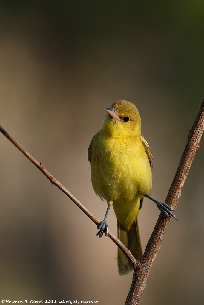 Morning Oriole