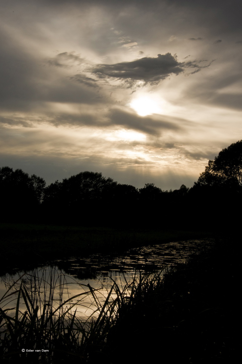 Sunset in the Biesbosch