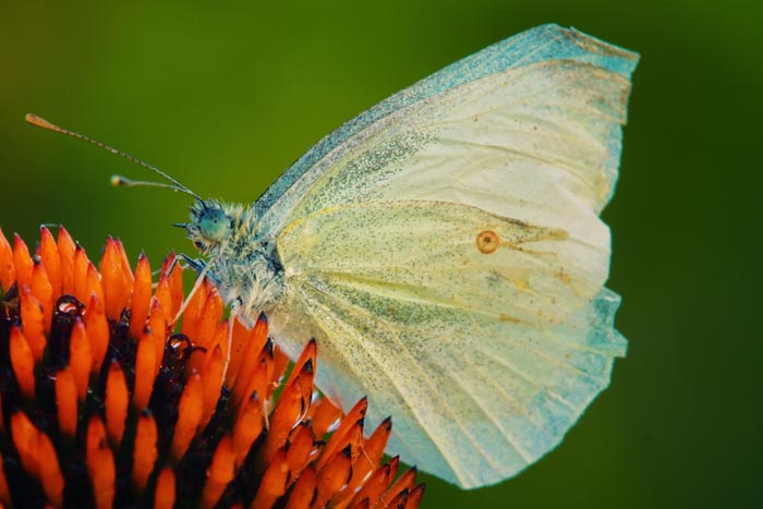 BF on cone flower