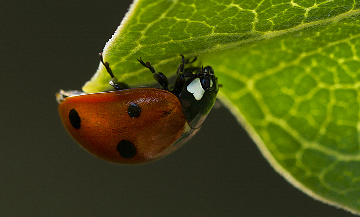 Lady bug