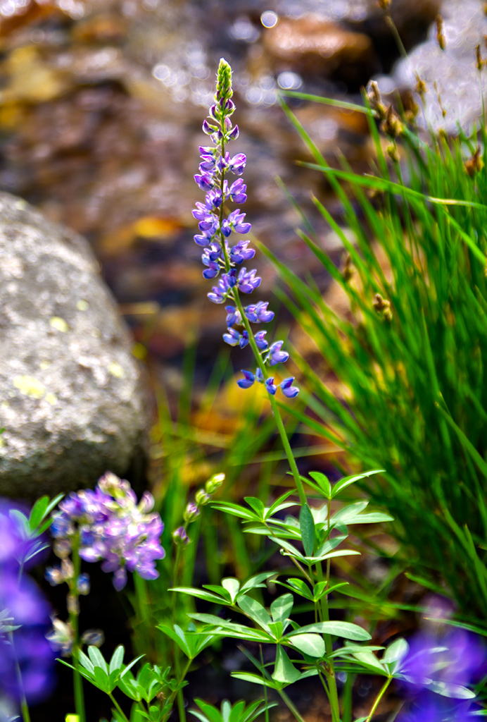 Lavendar Lupine