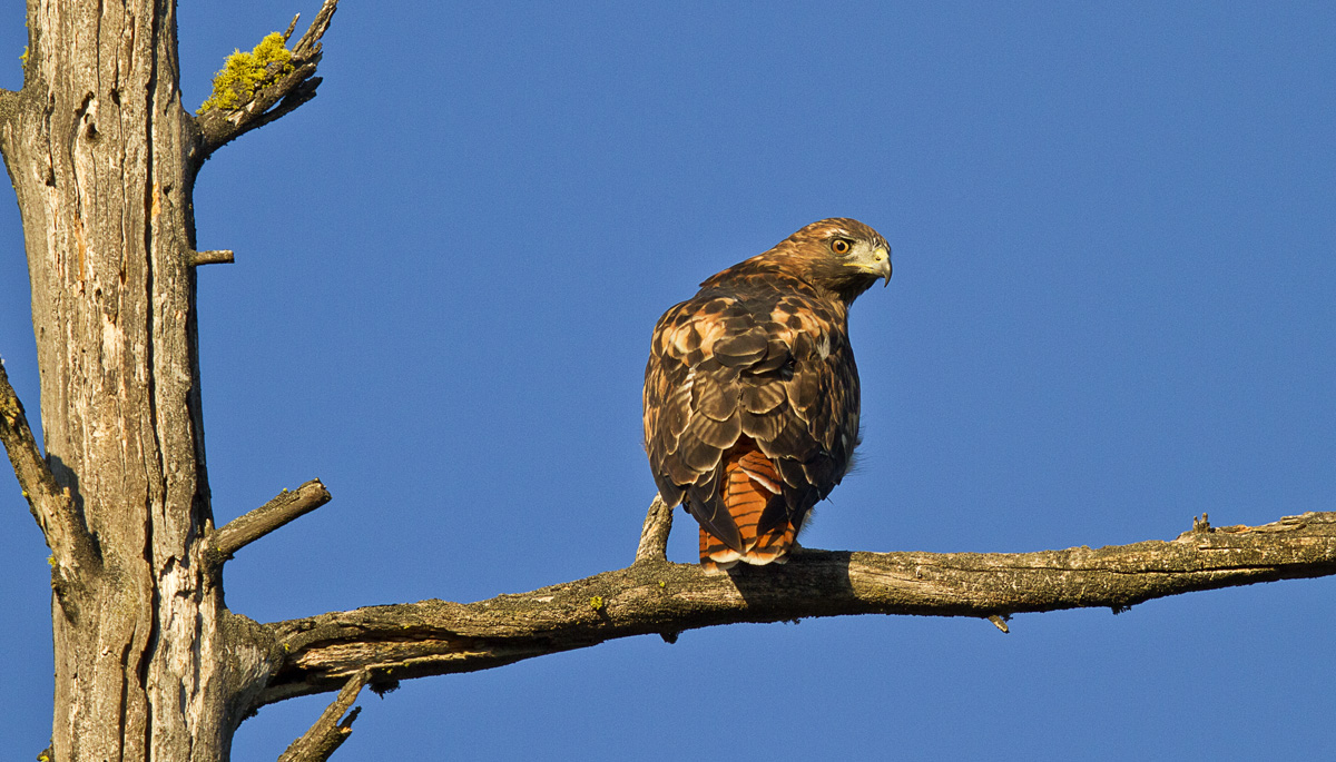 Red Tail Hawk