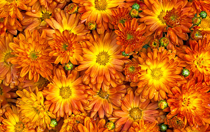 Colours of Fall