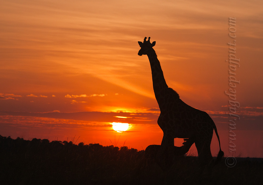  Giraffe suckling young 