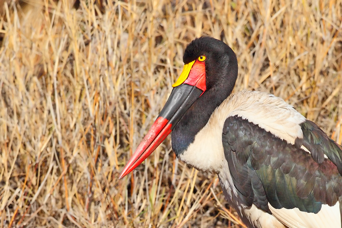 Saddle-bill Stork