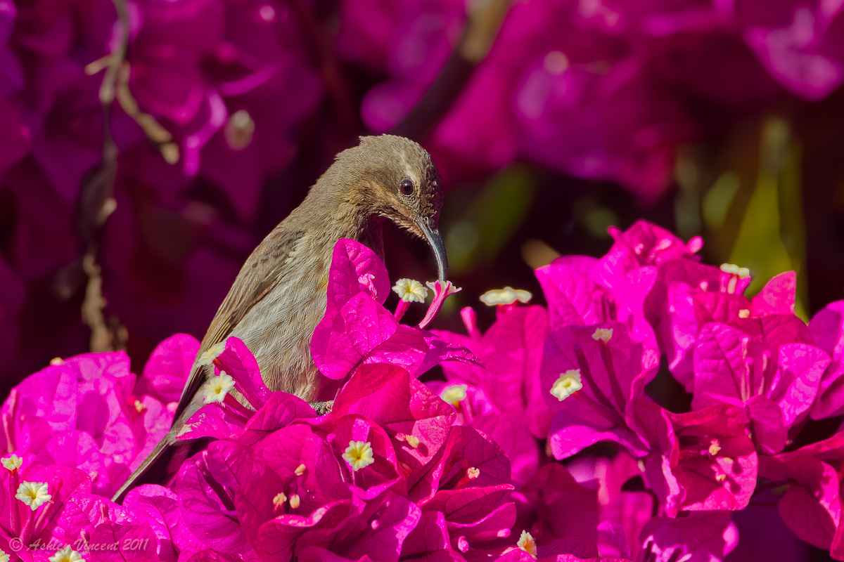 Shocking Pink!