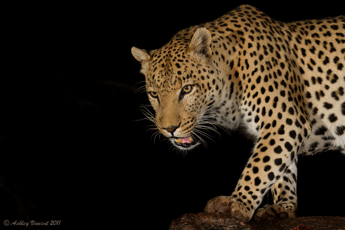 Nocturnal Predator