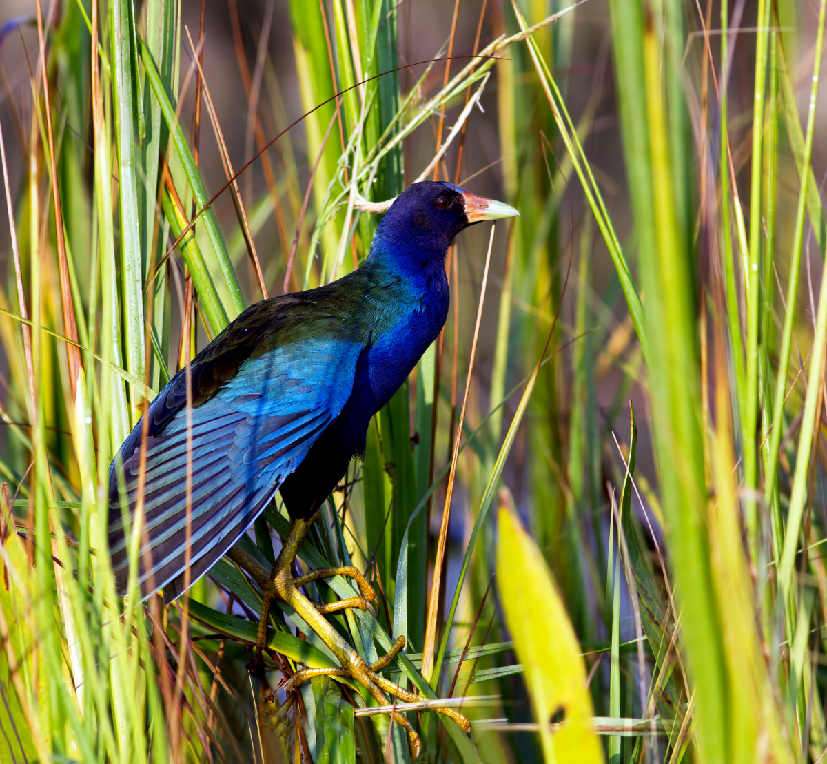 Purple Gallinule (+ mate)