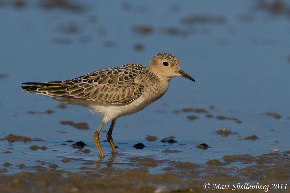 Buff-breasted Sandpiper