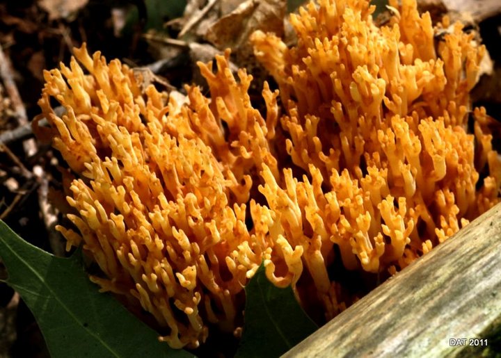 Coral Mushroom