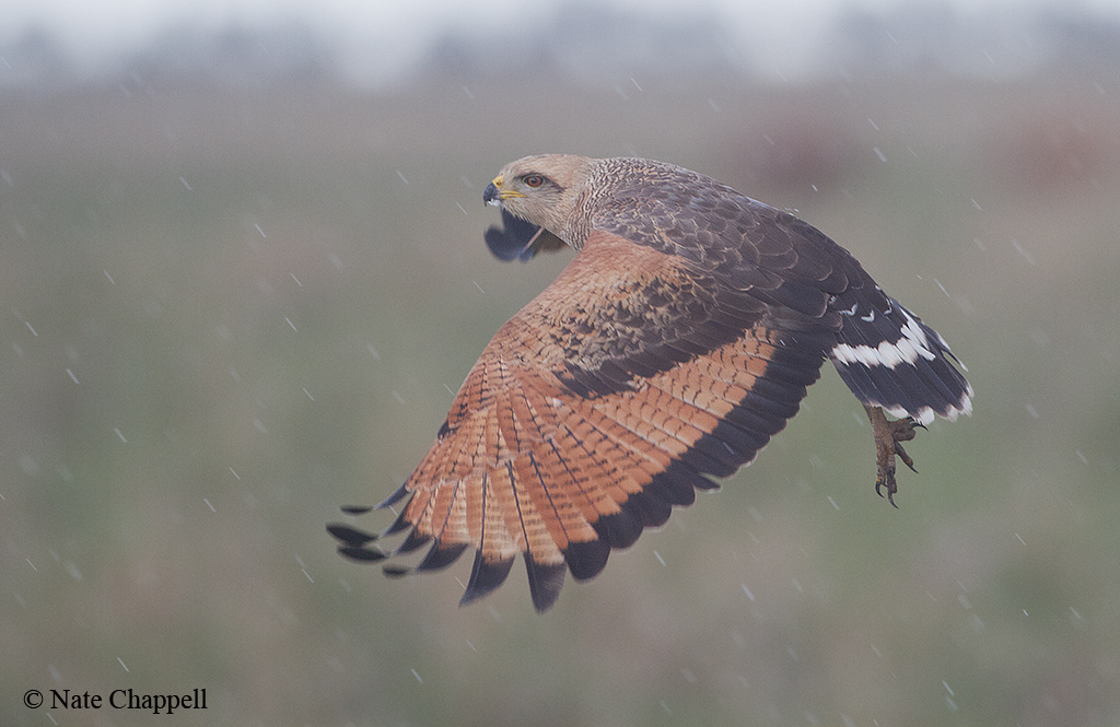 Savannah Hawk