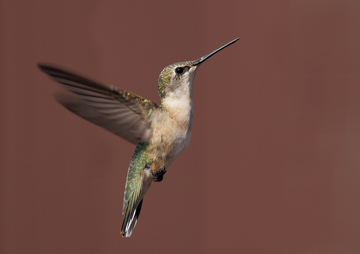 Humming bird