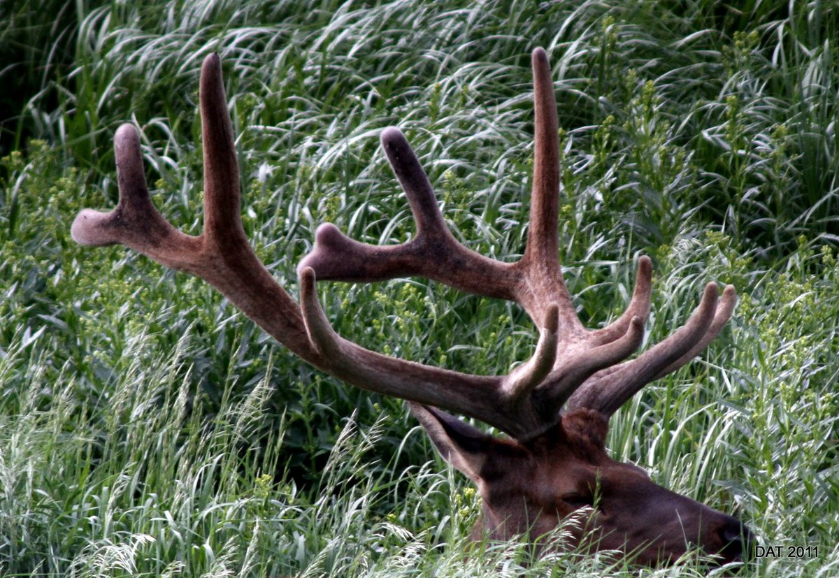 Elk antler art?
