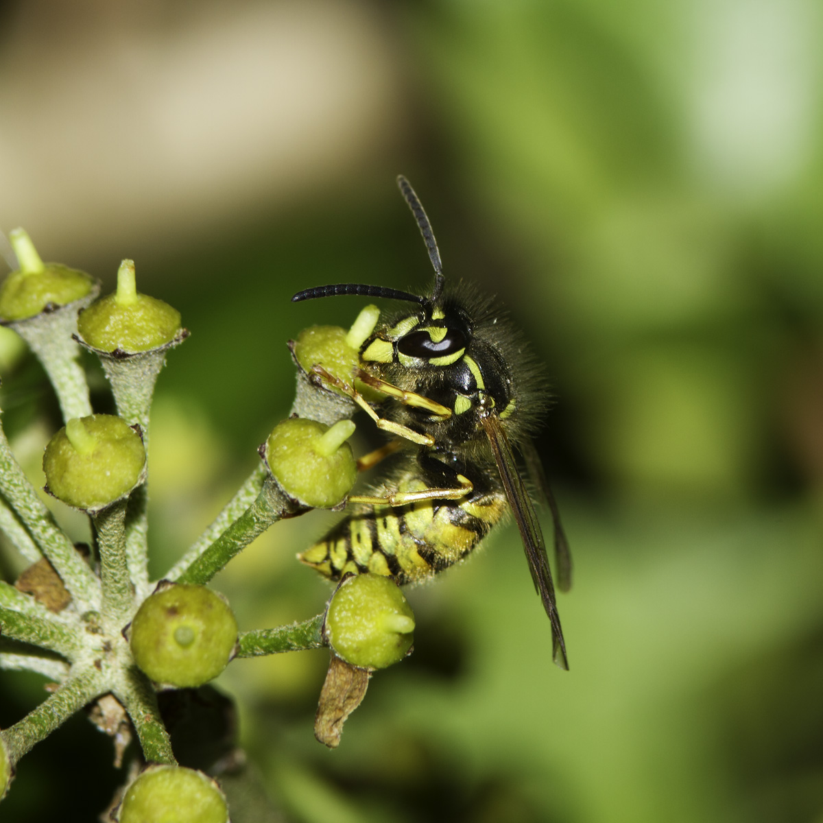 Wasp after a sugar fix