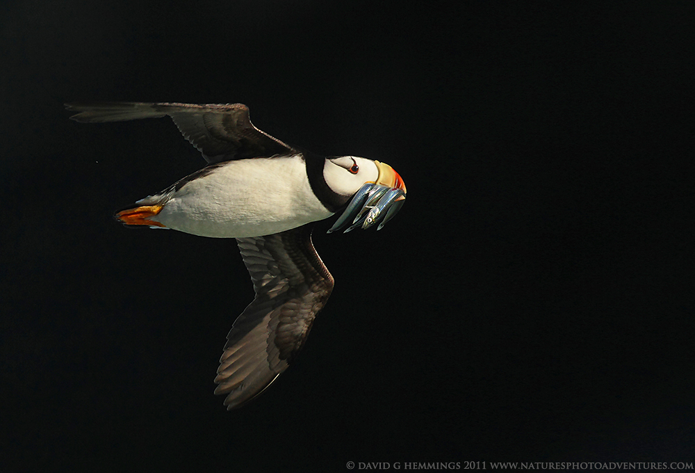 Horned Puffin on Black