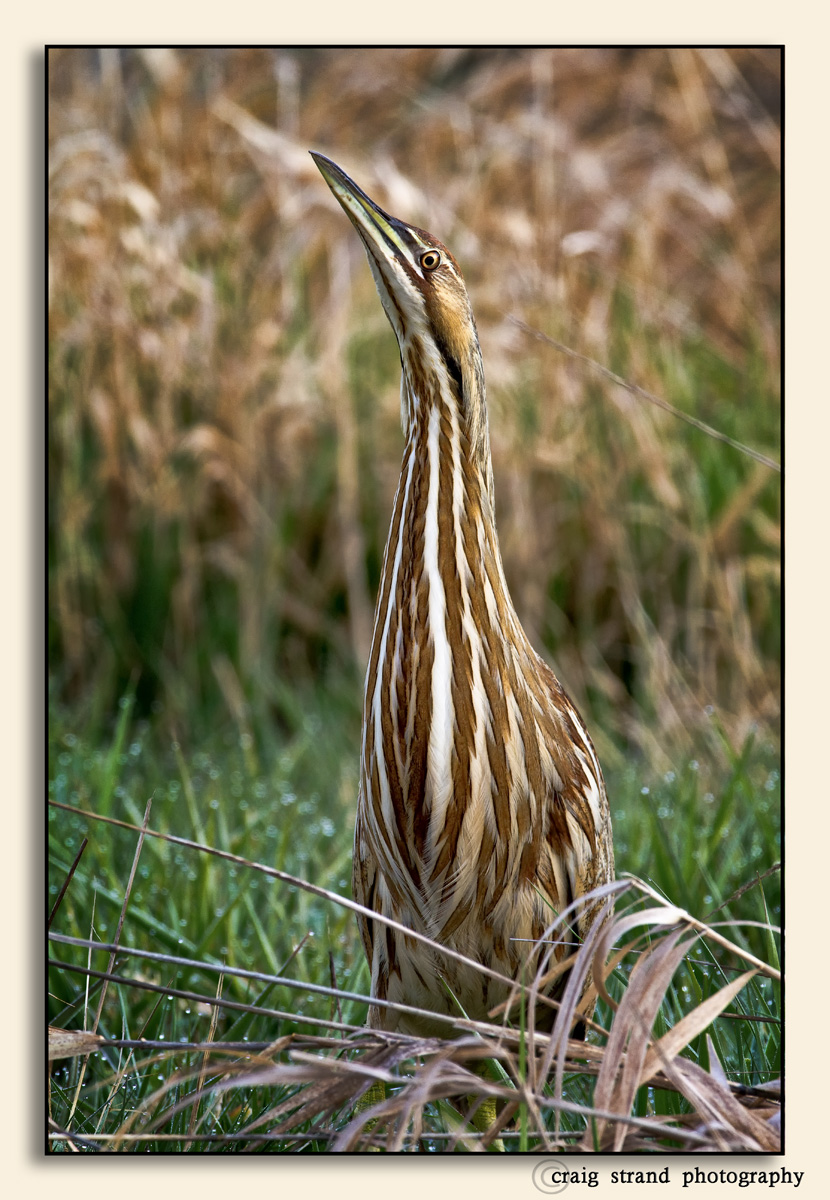 American Bittern